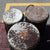 Djun Djun Set of 3 USED HAND DRUMS Dave's Drum Shop 