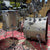 DW Kit Jazz Series Mahogany Gum Nickel Sparkle Glass NEW DRUM KIT DW 