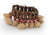 Pearl Kenari Nut Bracelet Shaker (PBGLKEN) shaker PEARL 